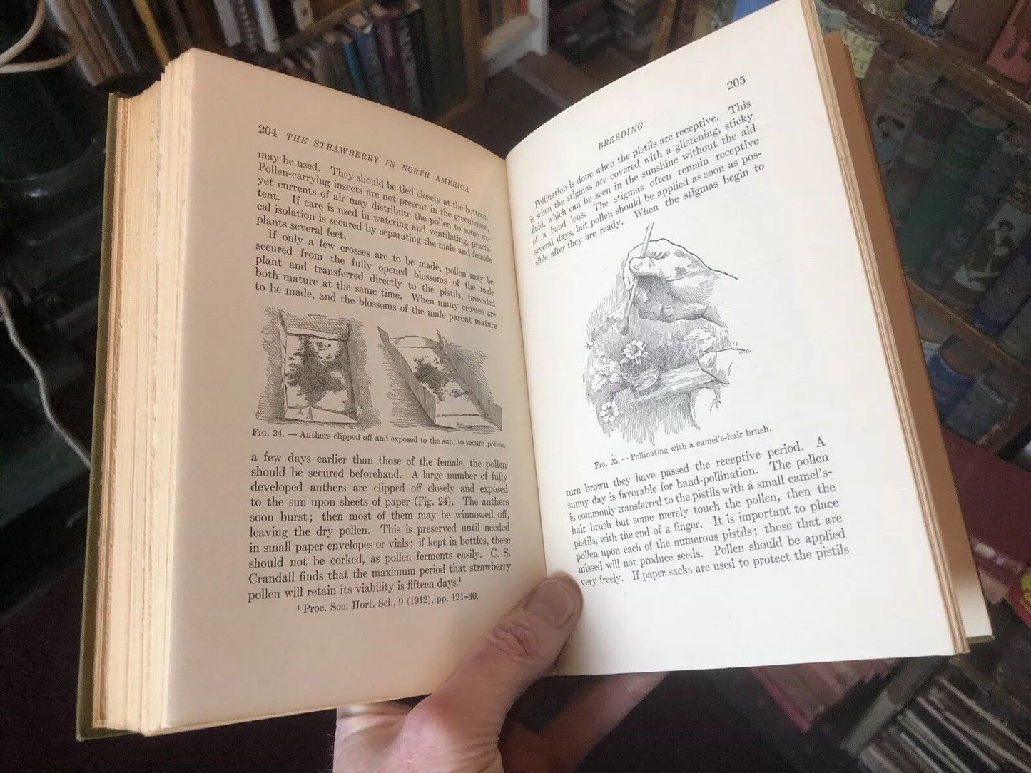 The STRAWBERRY in NORTH AMERICA - History Origin Botany and Breeding 1917