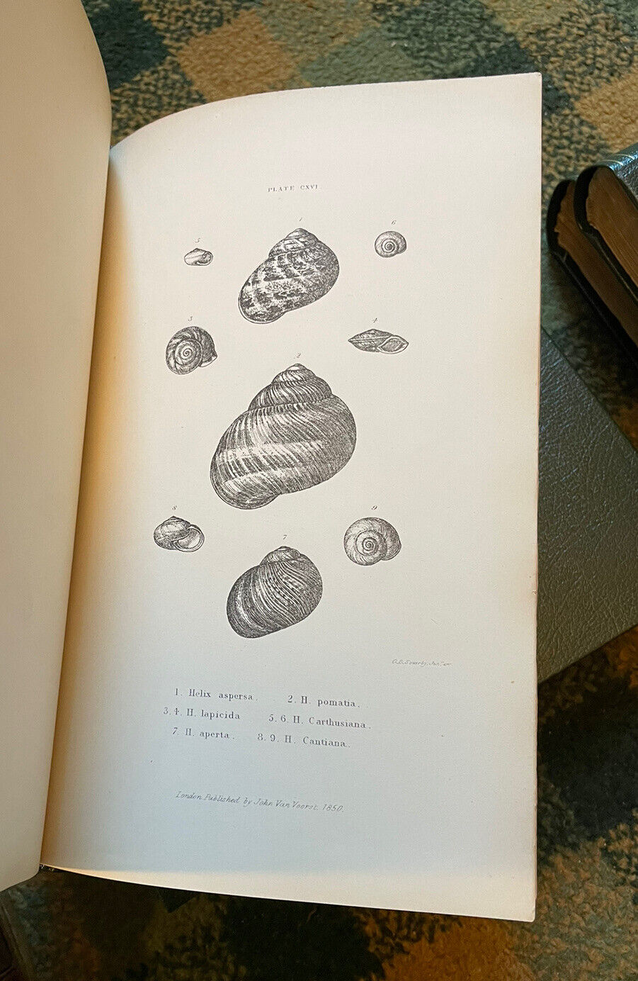 1853 History of British Mollusca and Their Shells : Forbes & Hanley (4 Volumes)