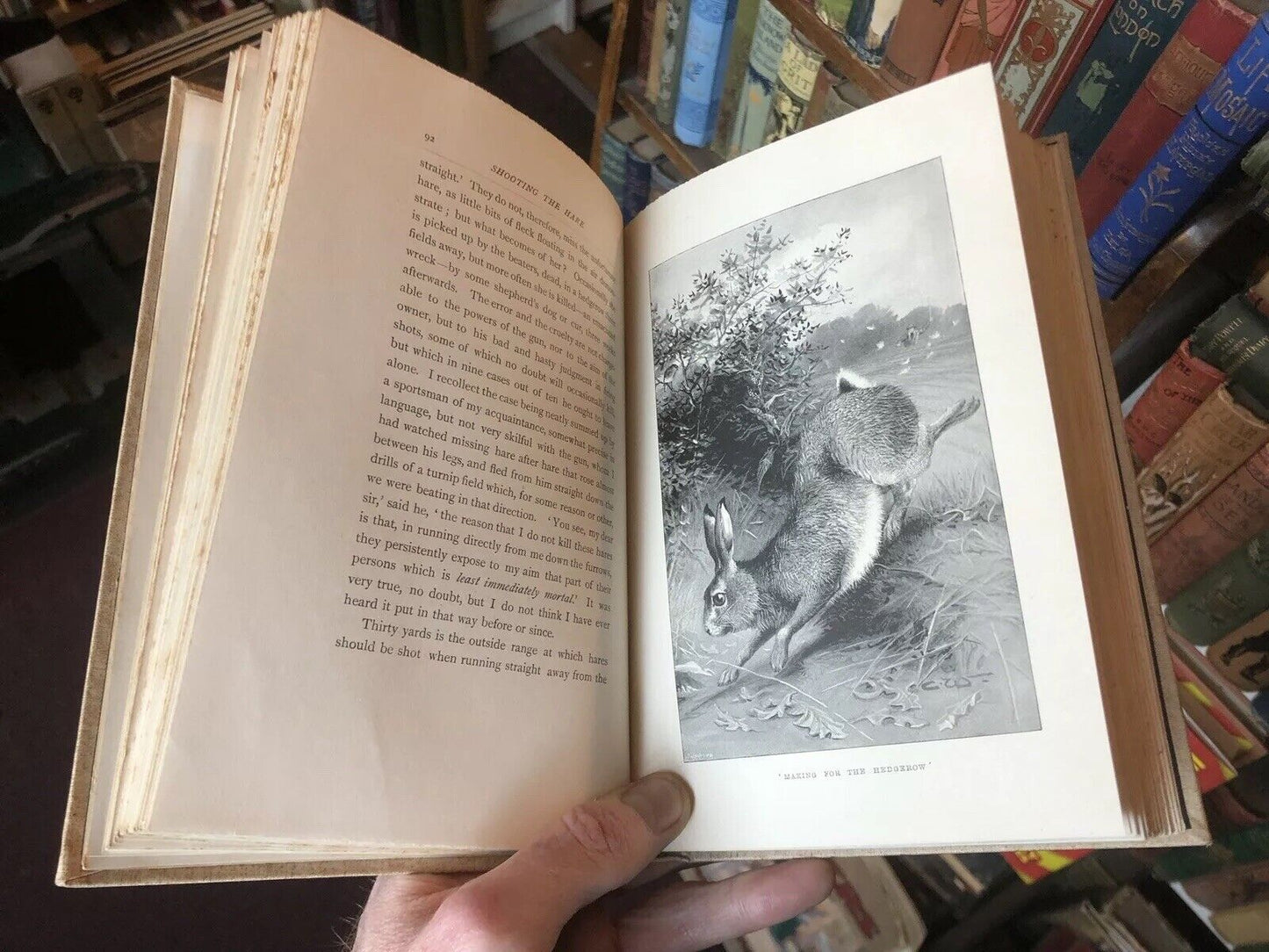 THE HARE Shooting, Coursing, Hunting & Cookery FIELD SPORTS Natural History 1896