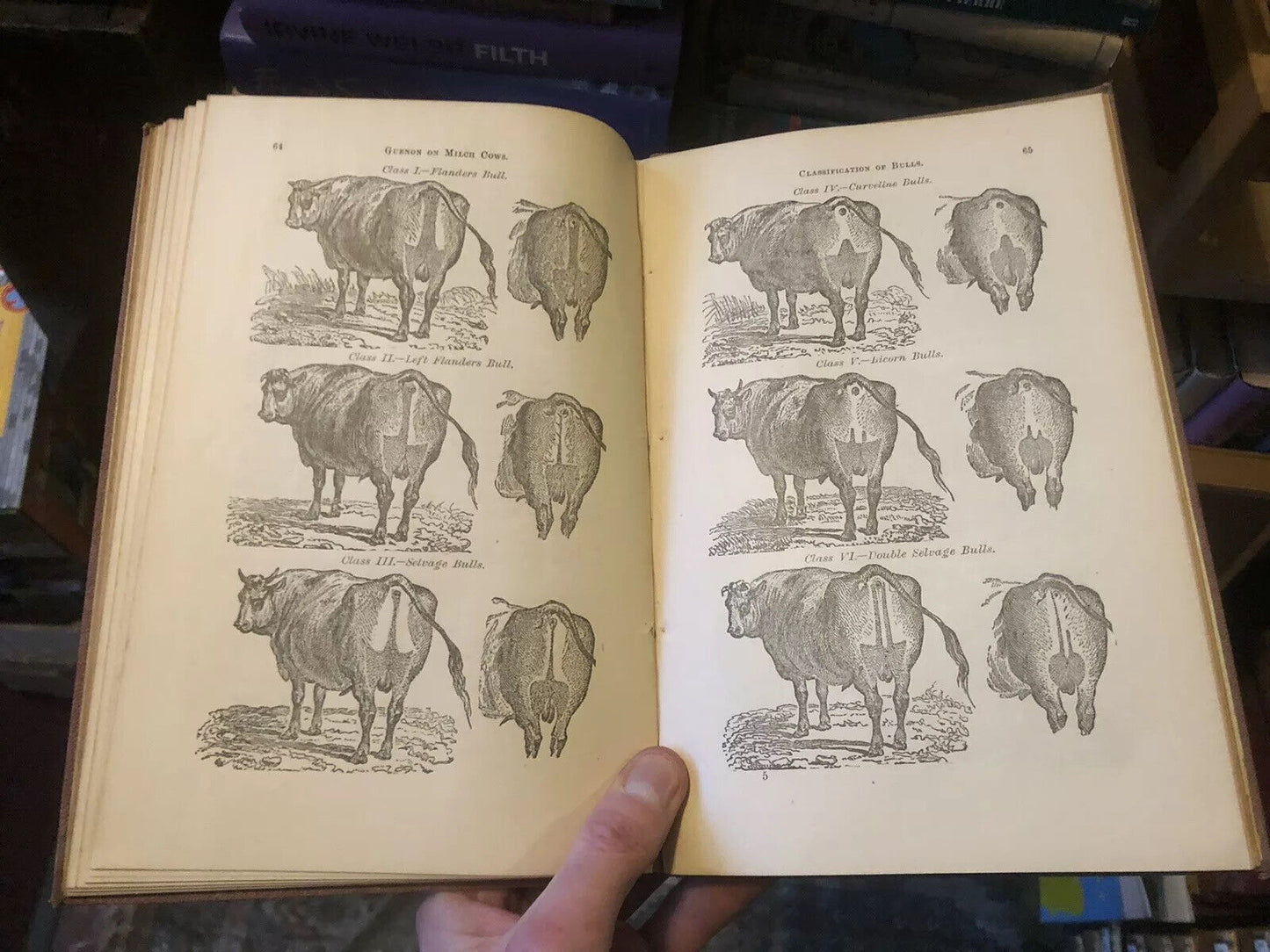 1882 HOW TO SELECT COWS The Guenon System Simplified FARMING CATTLE Agriculture