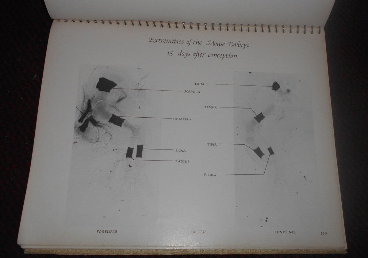 The Genesis of the Mouse Skeleton : A Laboratory Atlas. By Zolton T Wirtschafter