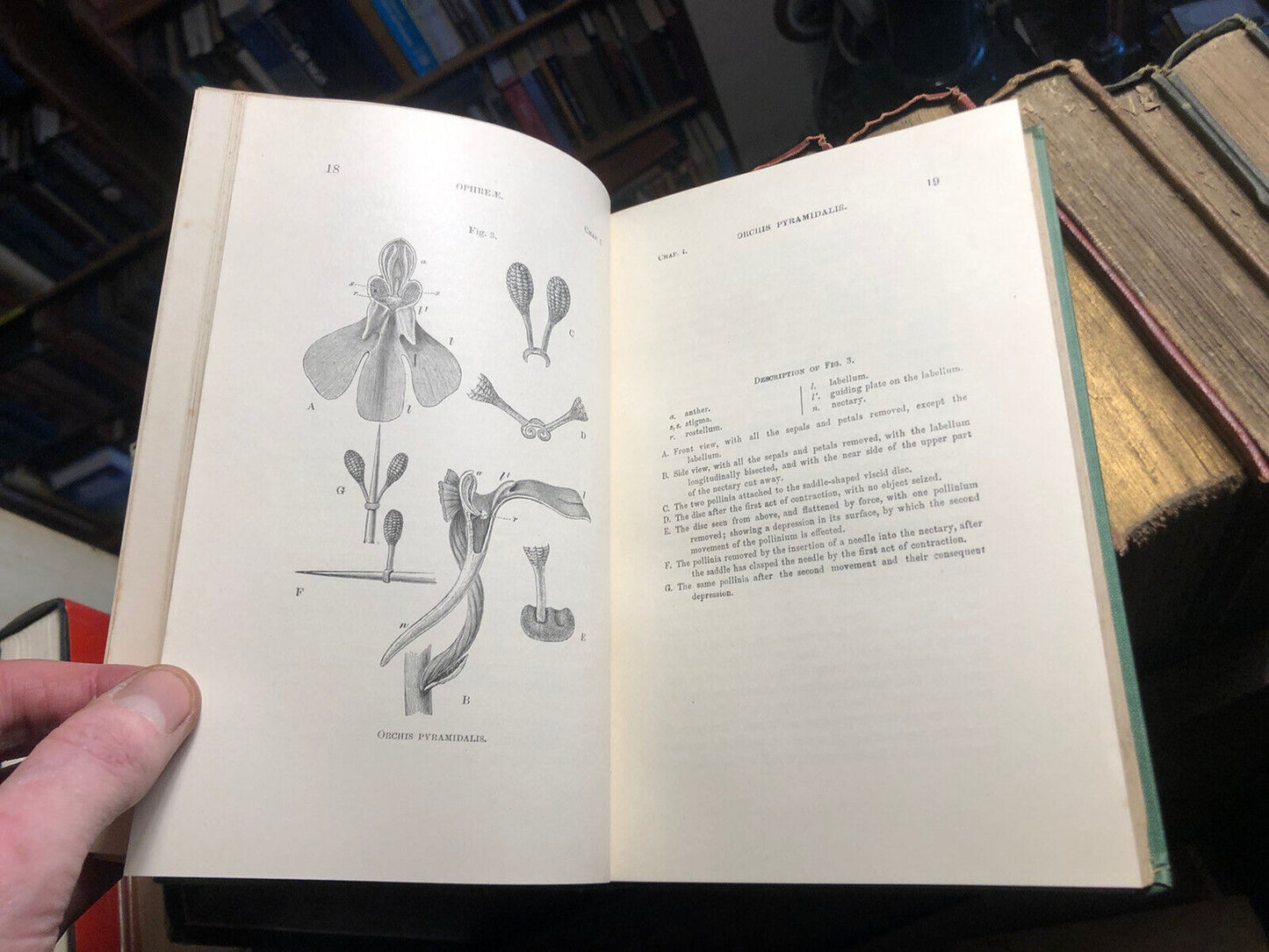 1904 Charles Darwin : Fertilisation of Orchids by Insects : Natural History VGC