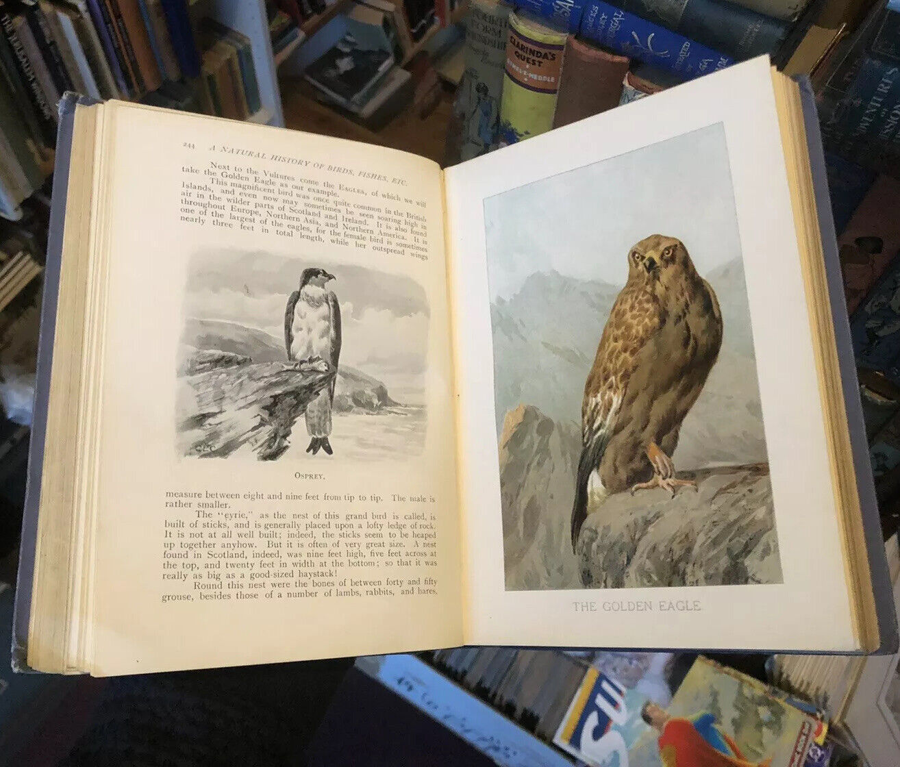 Wood's A Natural History For Young People (300 illustrations) Colour Plates 1909