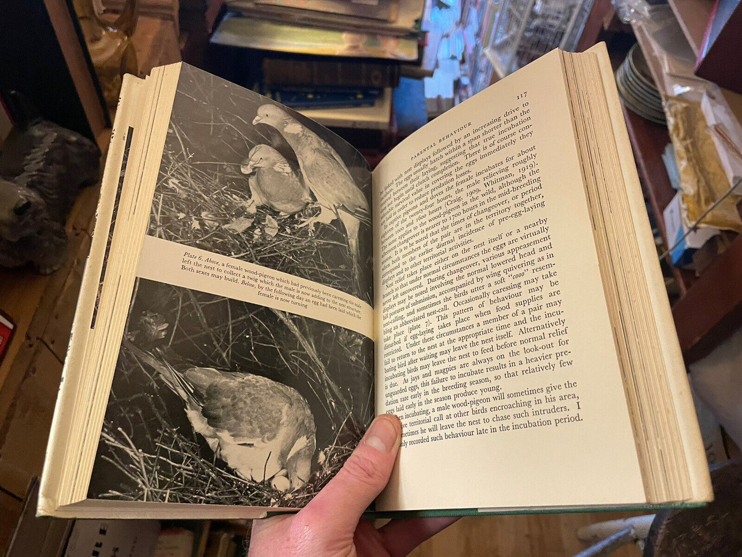 The Wood Pigeon : New Naturalist Monograph No. 20 ( NN ) R K Murton HB in DW