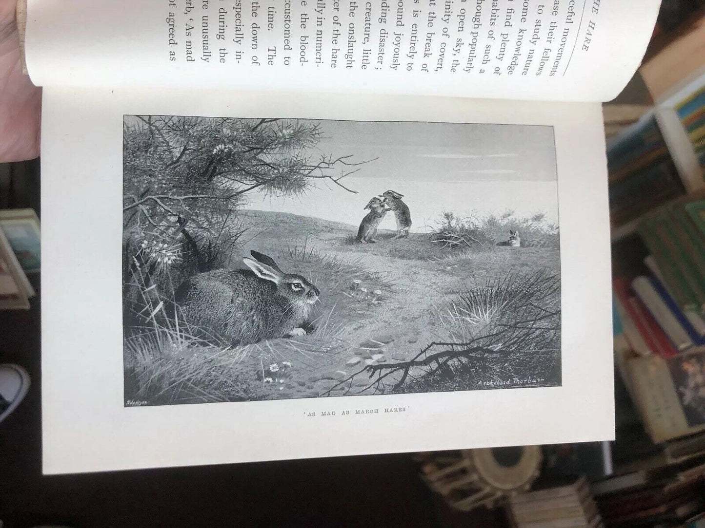 THE HARE Shooting, Coursing, Hunting & Cookery FIELD SPORTS Natural History 1896
