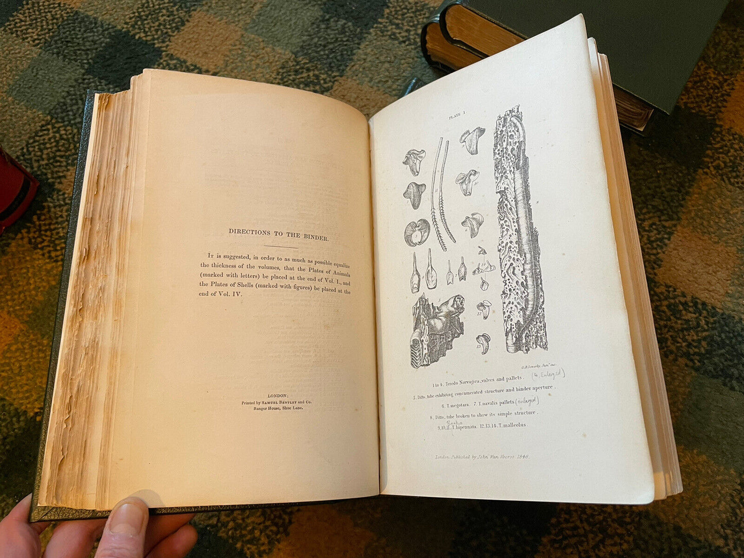 1853 History of British Mollusca and Their Shells : Forbes & Hanley (4 Volumes)