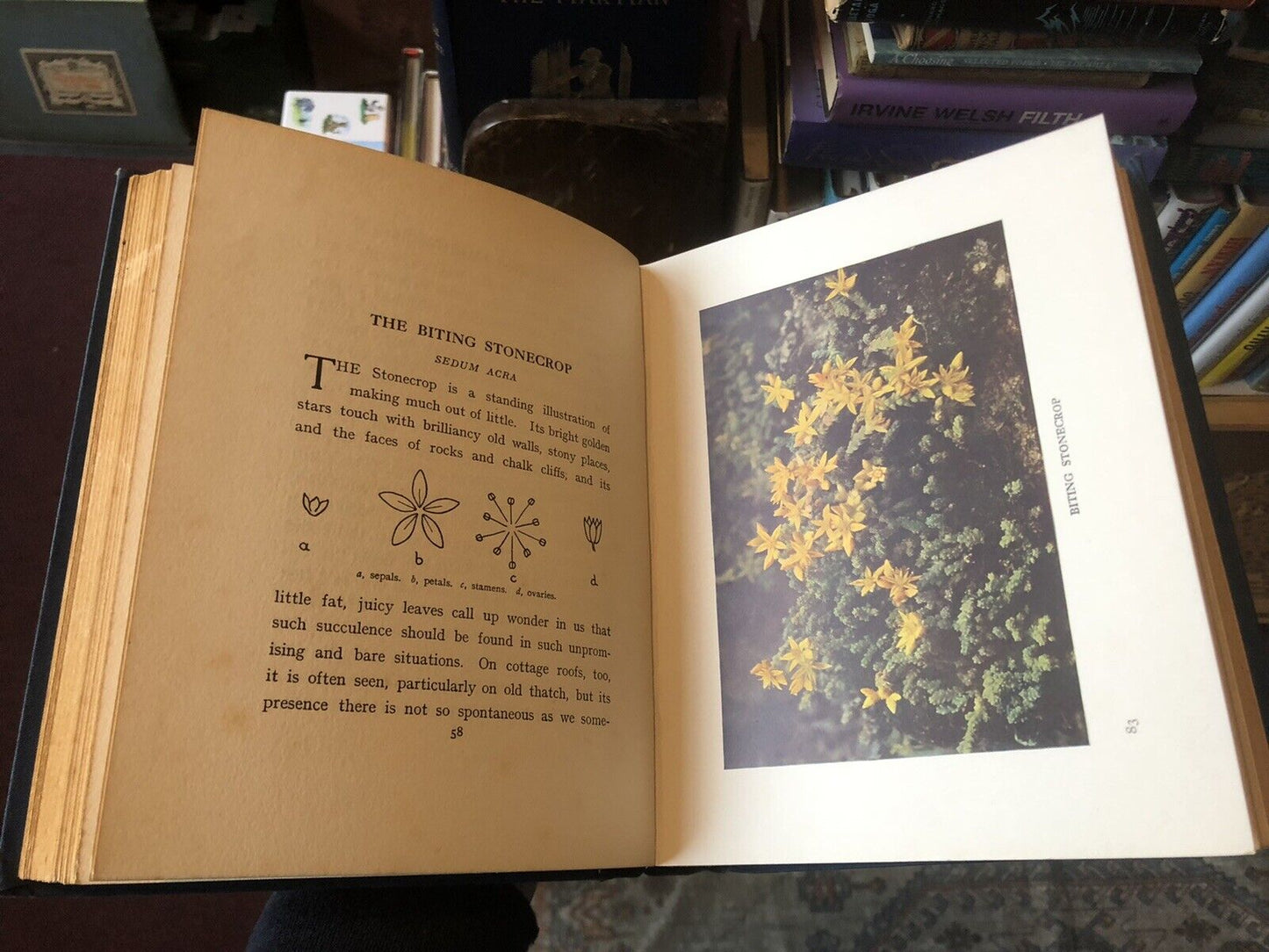 1912 Wild Flowers and How They Grow (4 Volumes) Colour Plates - Essenhigh Corke