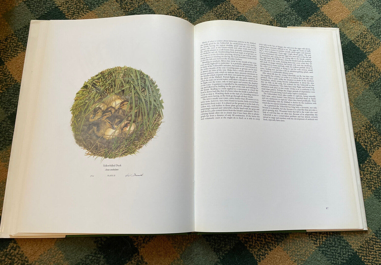 Maclean & Darroll's Ducks of Sub-Saharan Africa : Ltd Ed Folio : Ornithology