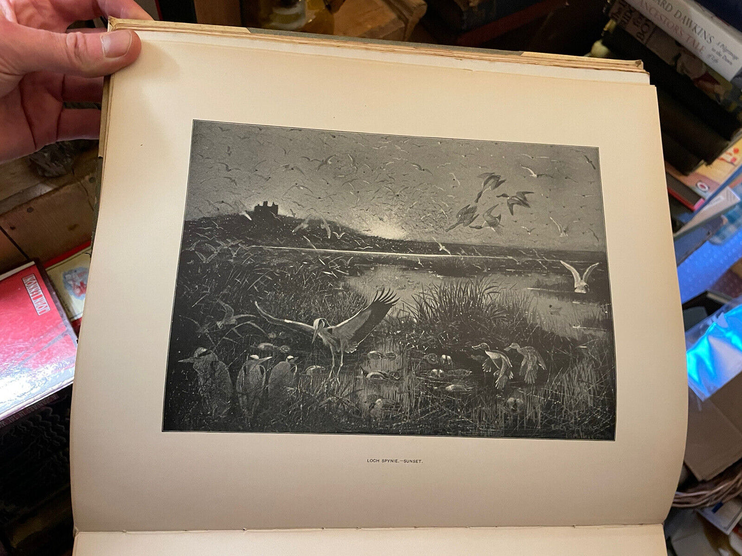 1901 The Wildfowler In Scotland : John Guille Millais : Duck Shooting Hunting
