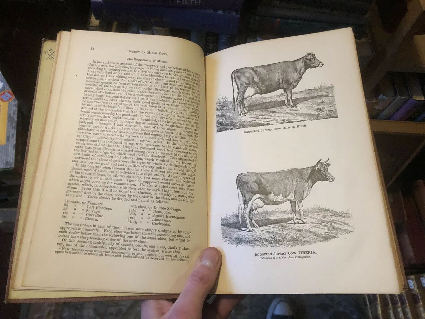 1882 HOW TO SELECT COWS The Guenon System Simplified FARMING CATTLE Agriculture