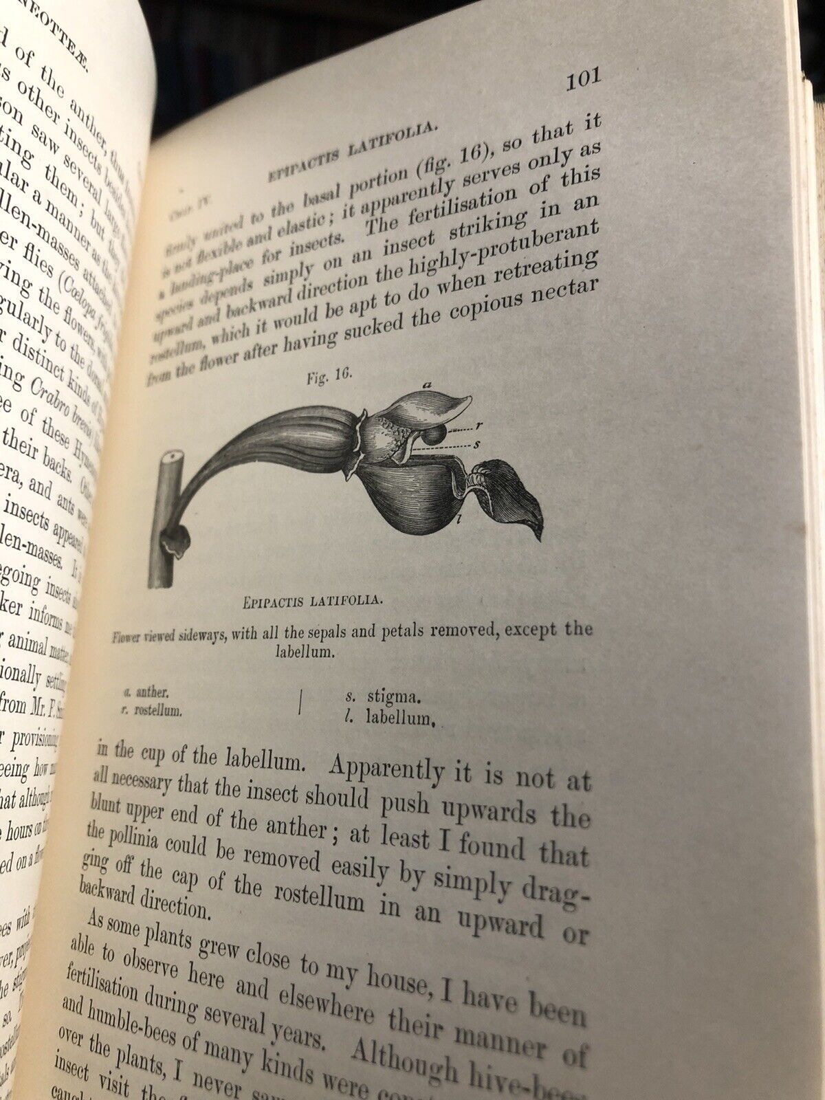 1904 Charles Darwin : Fertilisation of Orchids by Insects : Natural History VGC