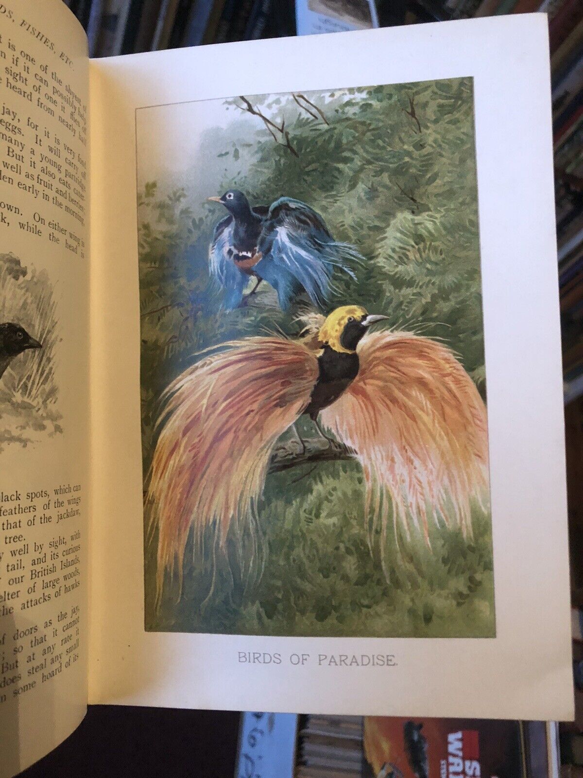 Wood's A Natural History For Young People (300 illustrations) Colour Plates 1909