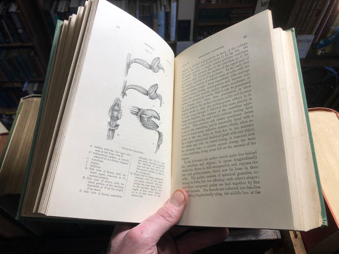 1904 Charles Darwin : Fertilisation of Orchids by Insects : Natural History VGC