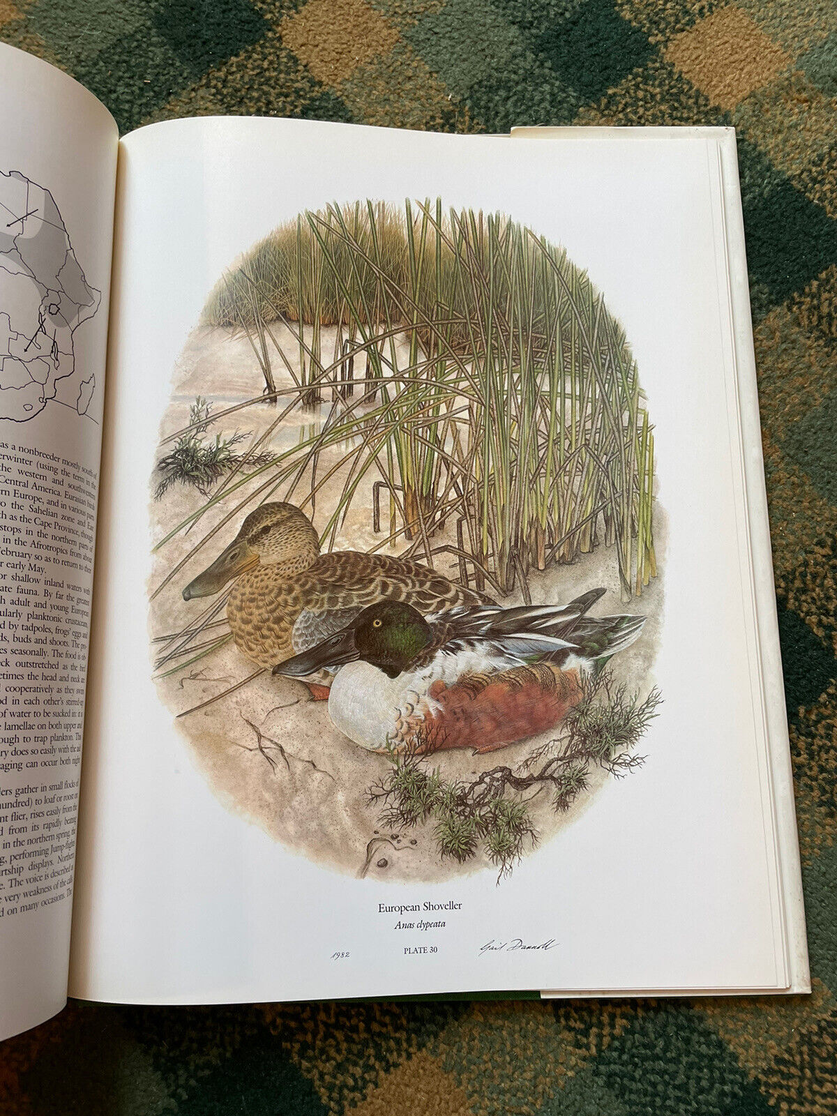 Maclean & Darroll's Ducks of Sub-Saharan Africa : Ltd Ed Folio : Ornithology