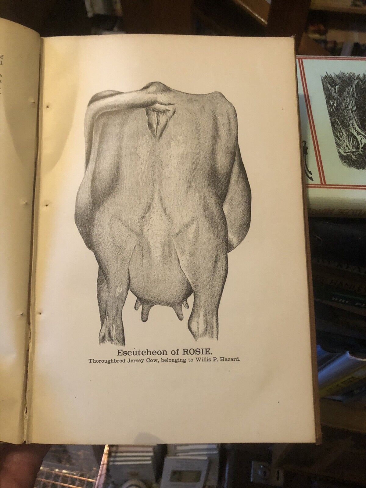 1882 HOW TO SELECT COWS The Guenon System Simplified FARMING CATTLE Agriculture