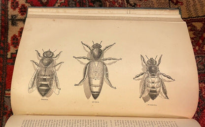 A B C of Bee Culture : Scarce First Edition 1879 : A I Root : Honey Bees : Hives