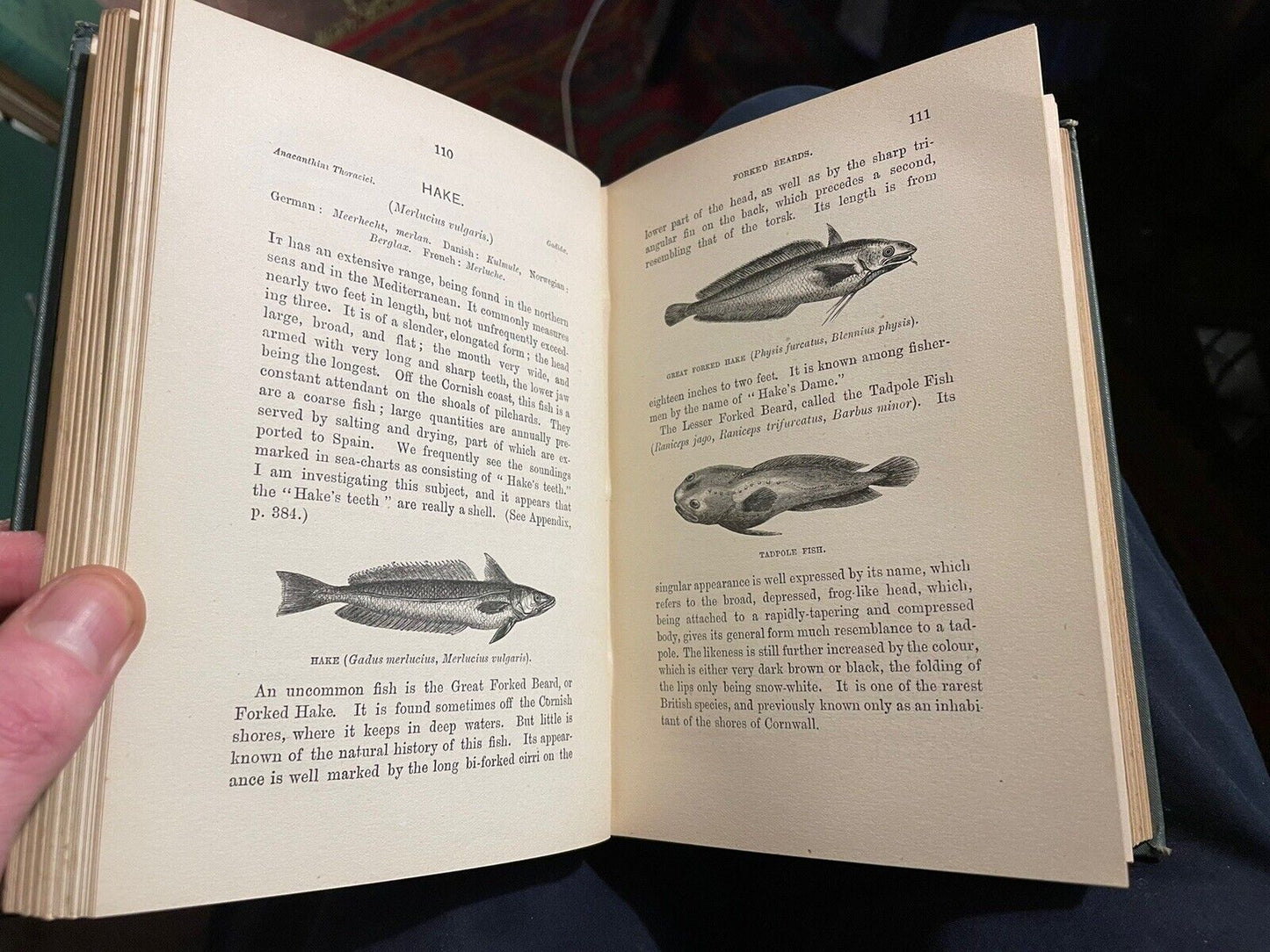 1891 The Natural History of British Fishes : Frank Buckland : Fish Illustrated