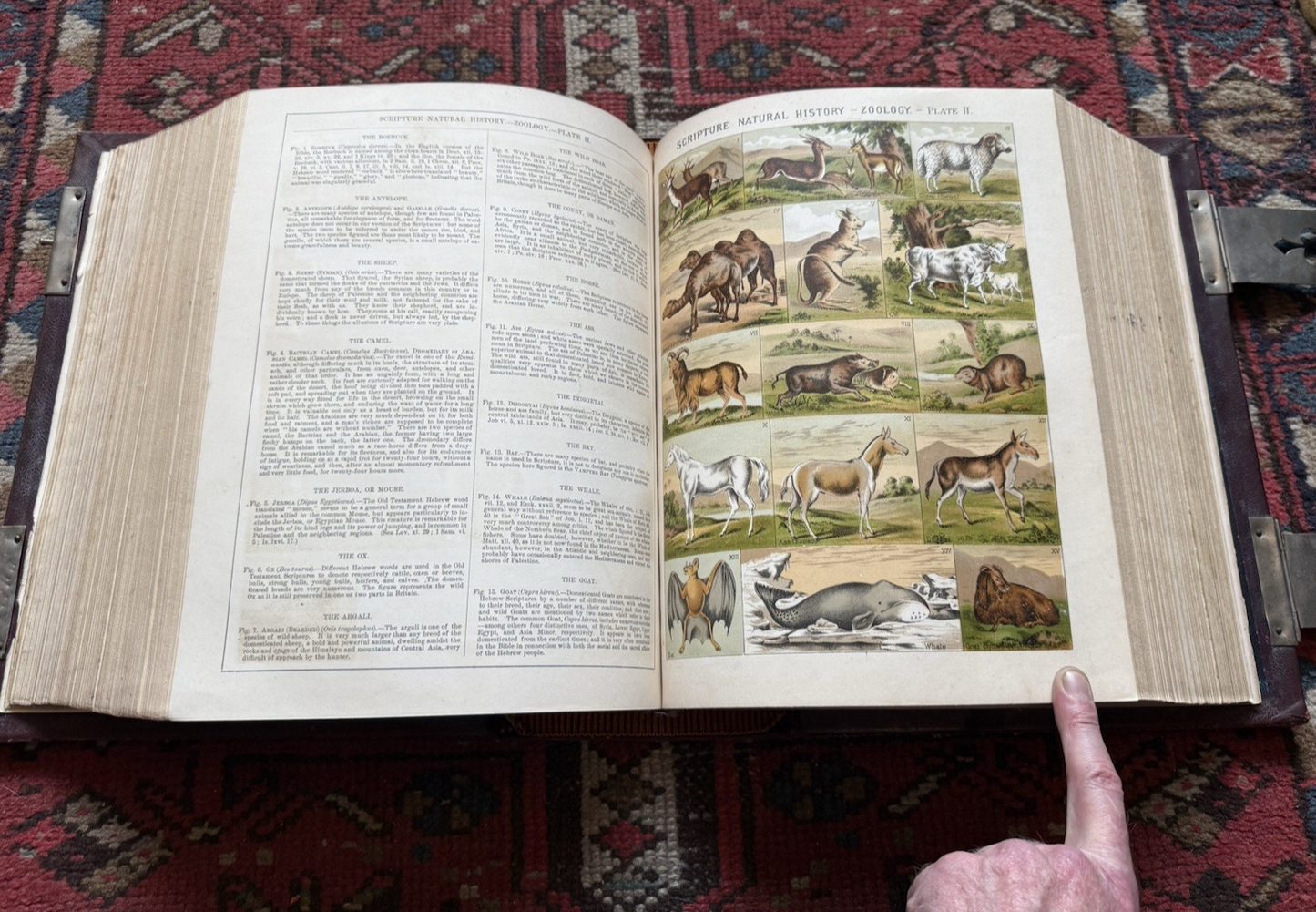 EXQUISITE Large Clasped HOLY BIBLE : Sculpted Boards : 16.4kg : 5.5 Inches Thick