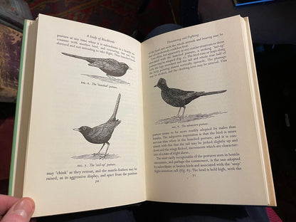 A Study of Blackbirds : D W Snow : Bird Monograph : Ornithology : 1st Ed 1958