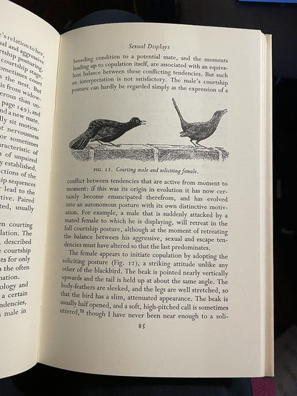 A Study of Blackbirds : D W Snow : Bird Monograph : Ornithology : 1st Ed 1958