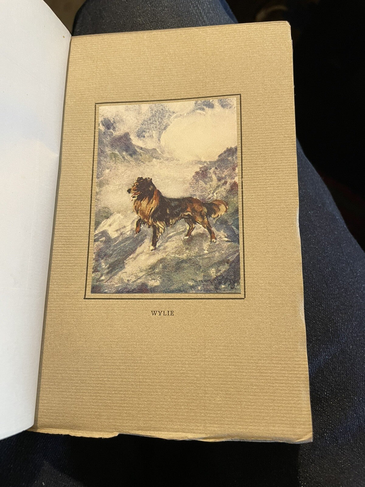 A Little Book of Dogs : John Brown : T N Foulis : Tipped-in Plates