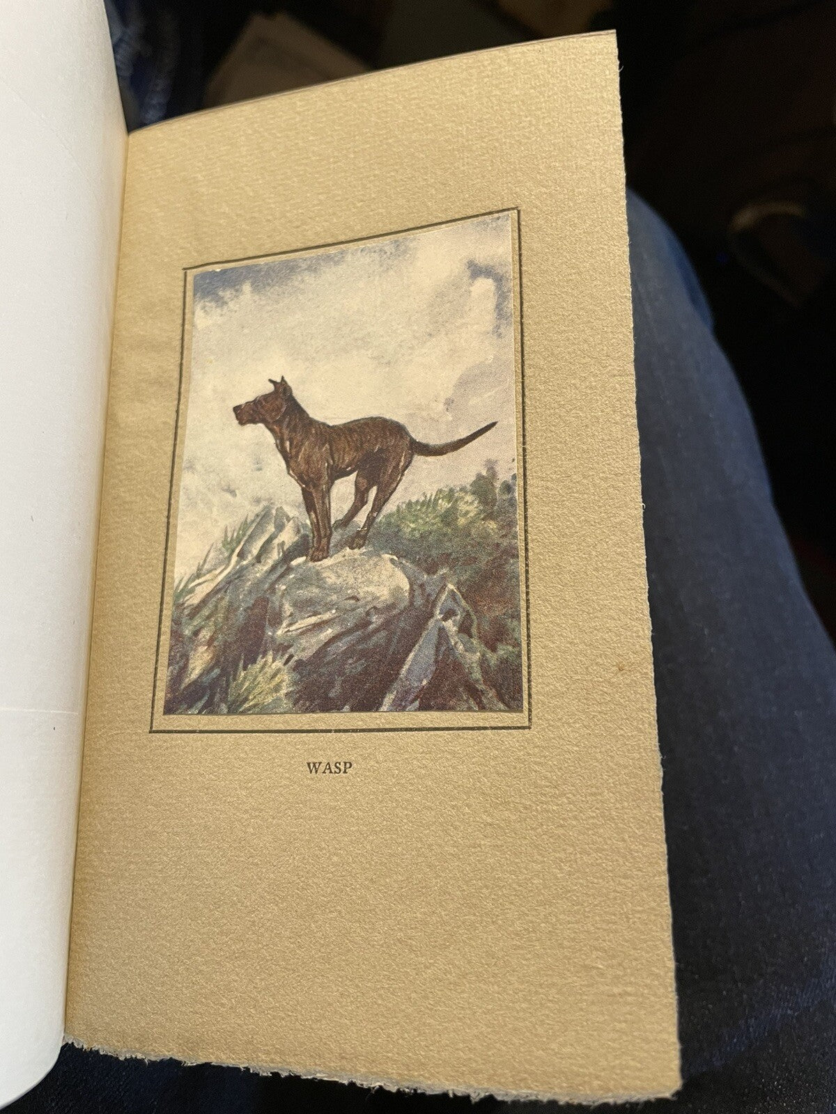A Little Book of Dogs : John Brown : T N Foulis : Tipped-in Plates