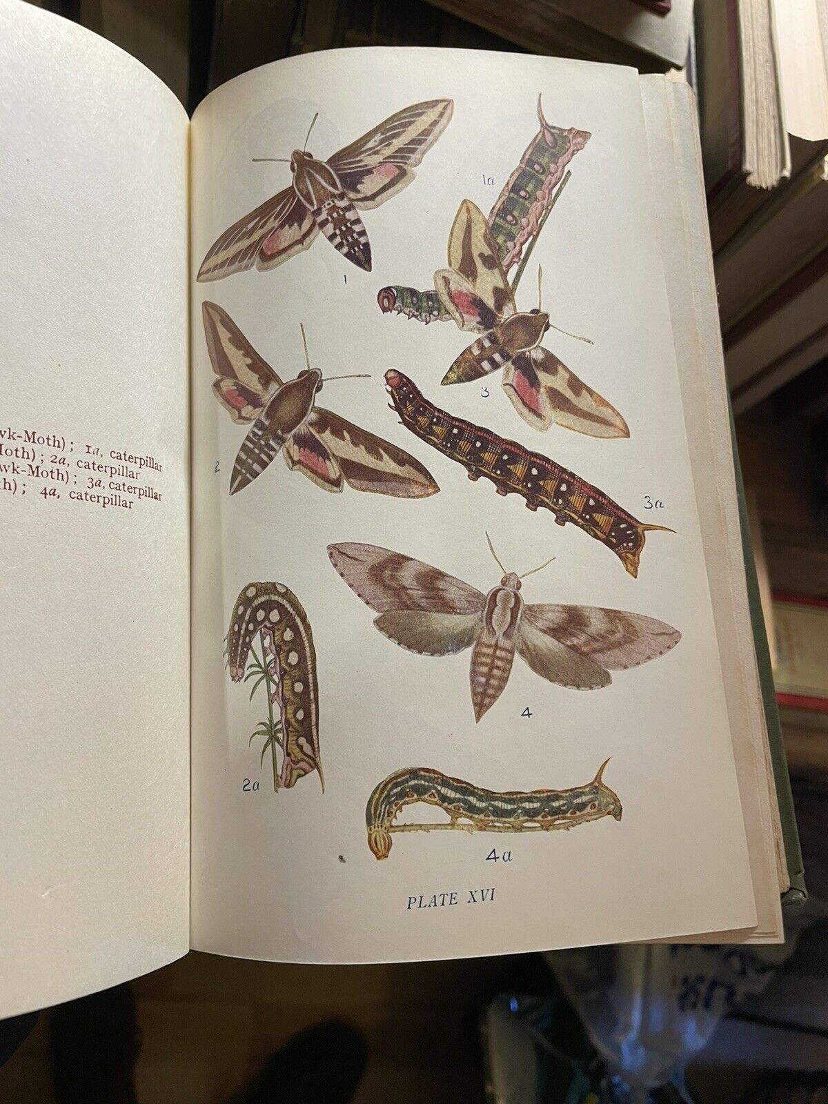Butterflies And Moths Of The United Kingdon (70 colour plates) W.E.Kirby