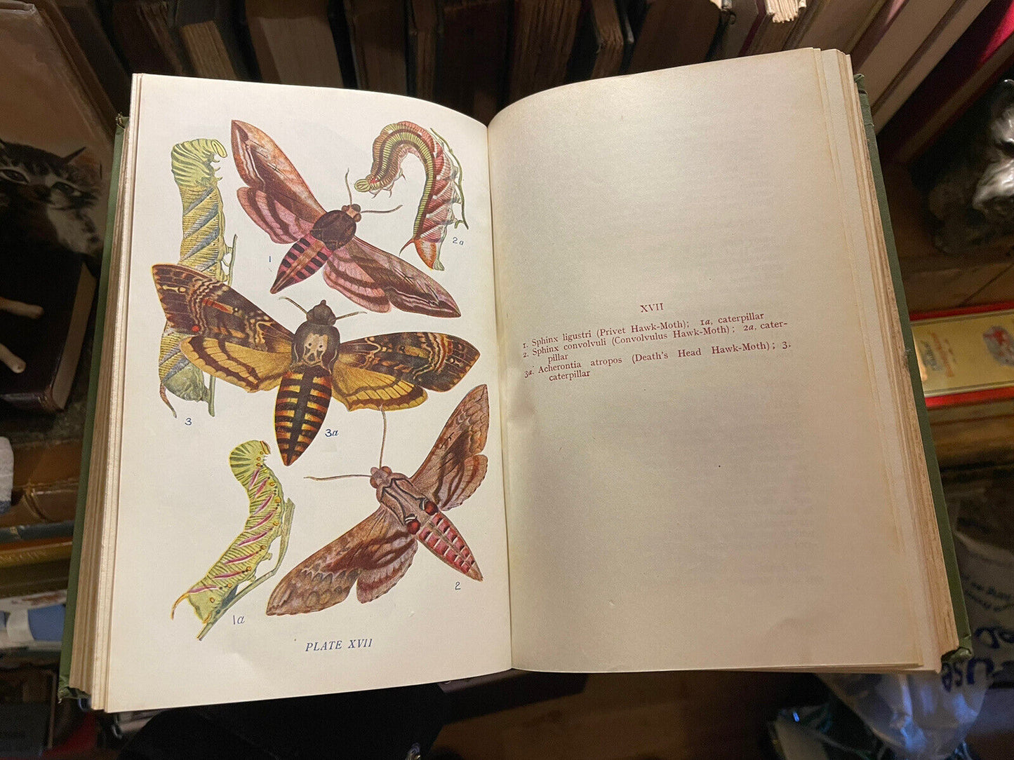 Butterflies And Moths Of The United Kingdon (70 colour plates) W.E.Kirby