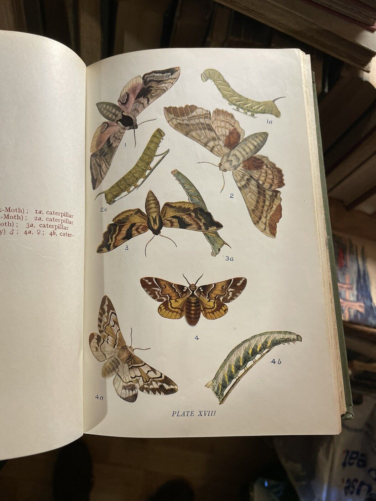 Butterflies And Moths Of The United Kingdon (70 colour plates) W.E.Kirby
