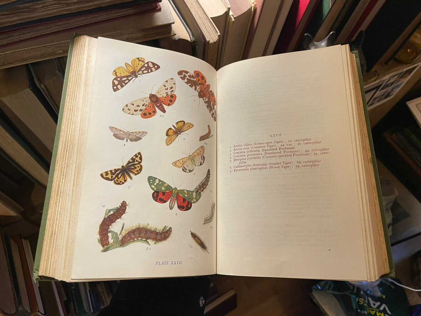 Butterflies And Moths Of The United Kingdon (70 colour plates) W.E.Kirby