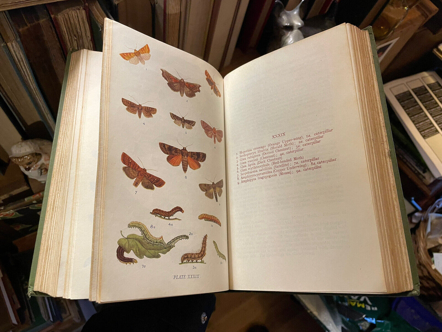 Butterflies And Moths Of The United Kingdon (70 colour plates) W.E.Kirby