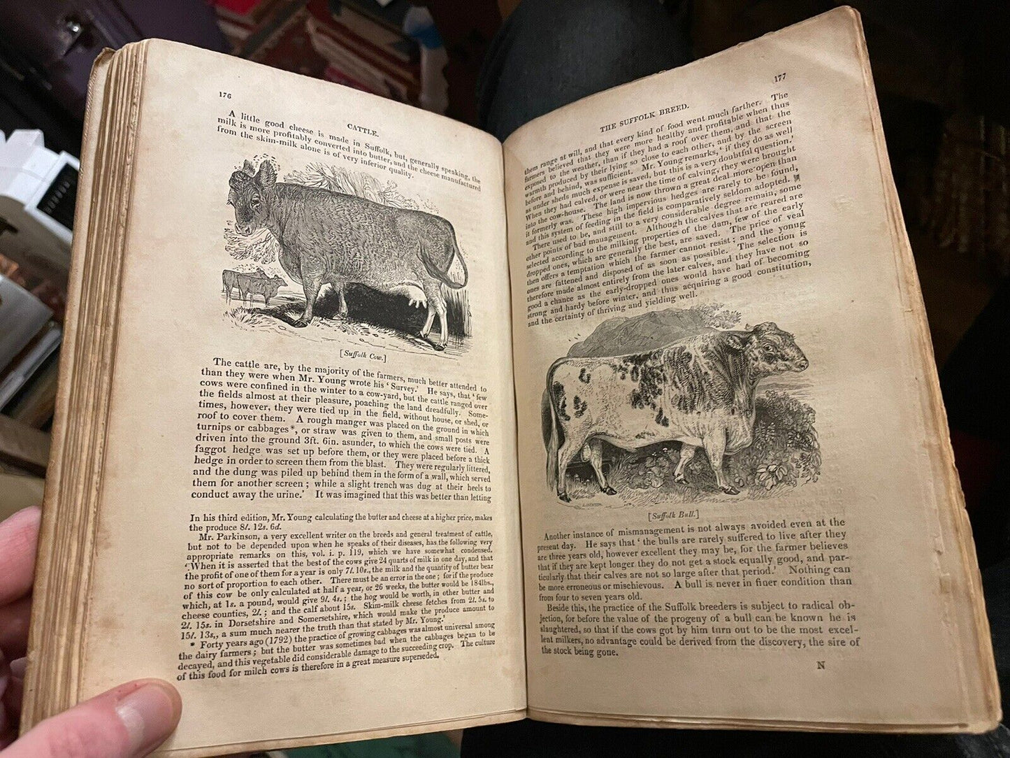 CATTLE Their Breeds, Management, and Diseases : William Youatt : Engravings 1834
