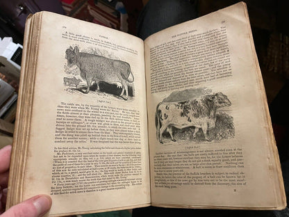 CATTLE Their Breeds, Management, and Diseases : William Youatt : Engravings 1834