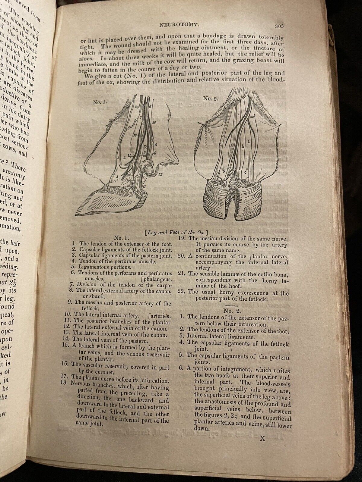 CATTLE Their Breeds, Management, and Diseases : William Youatt : Engravings 1834