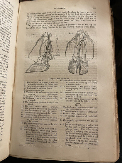 CATTLE Their Breeds, Management, and Diseases : William Youatt : Engravings 1834