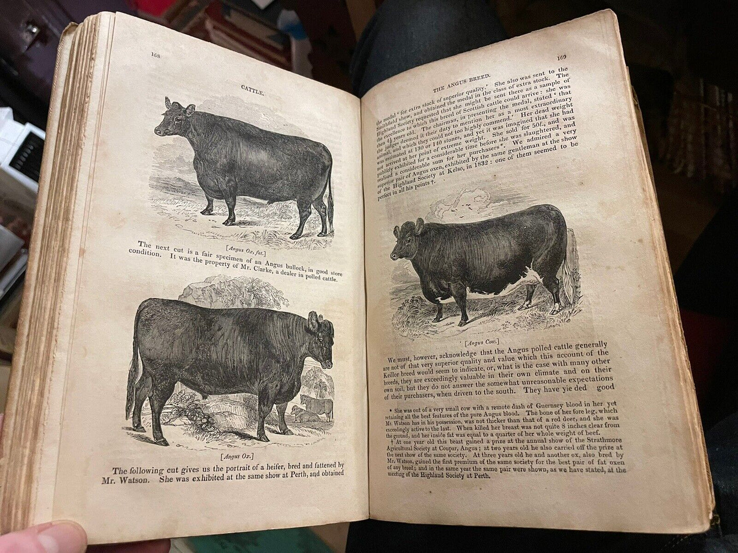 CATTLE Their Breeds, Management, and Diseases : William Youatt : Engravings 1834