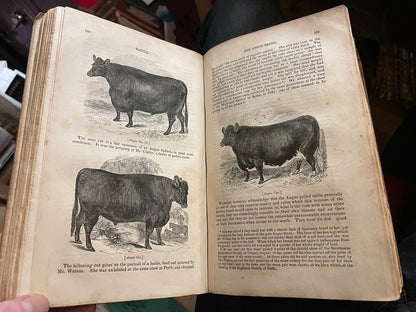 CATTLE Their Breeds, Management, and Diseases : William Youatt : Engravings 1834