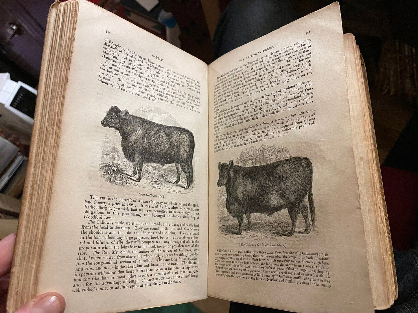 CATTLE Their Breeds, Management, and Diseases : William Youatt : Engravings 1834