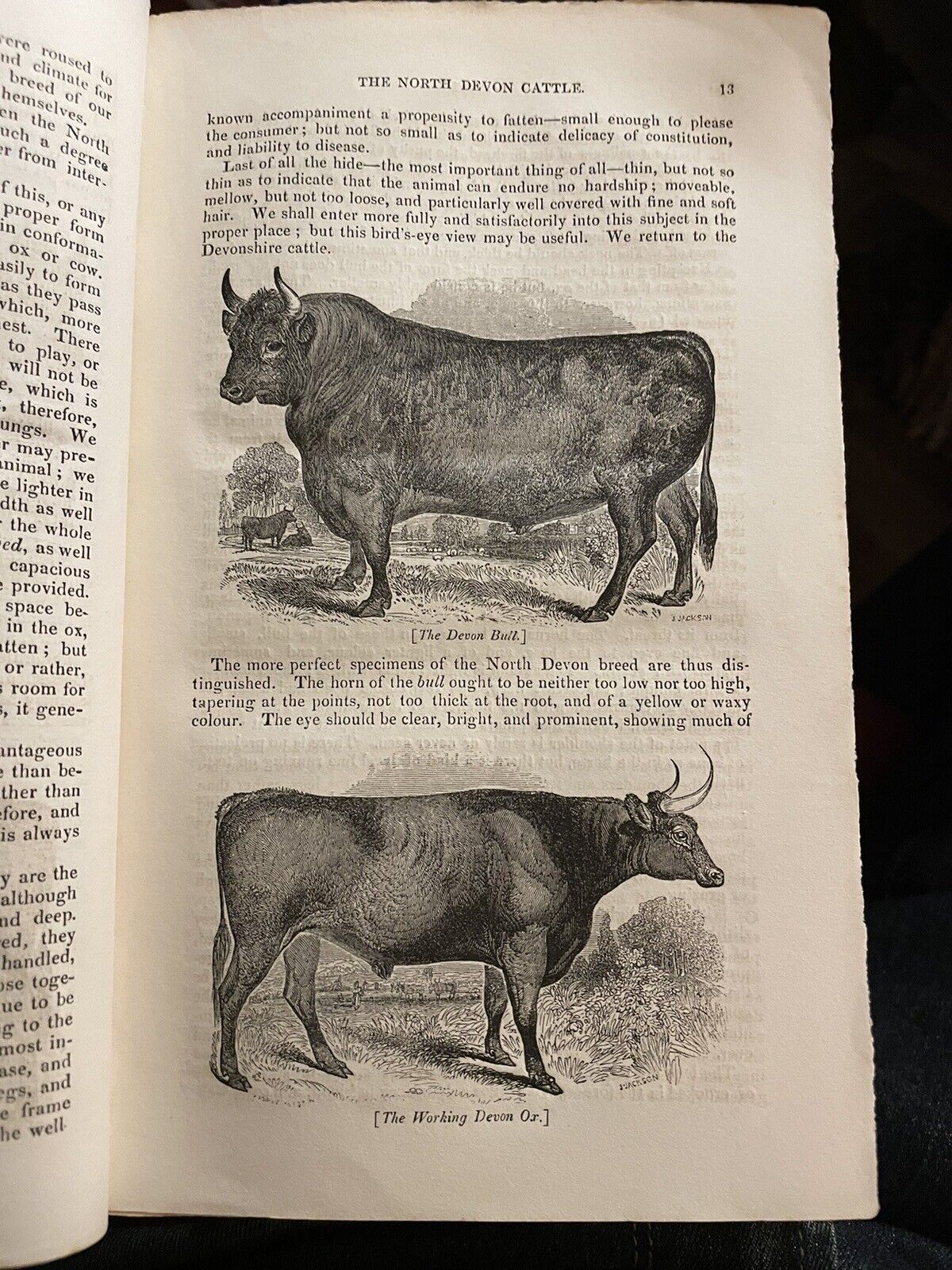 CATTLE Their Breeds, Management, and Diseases : William Youatt : Engravings 1834