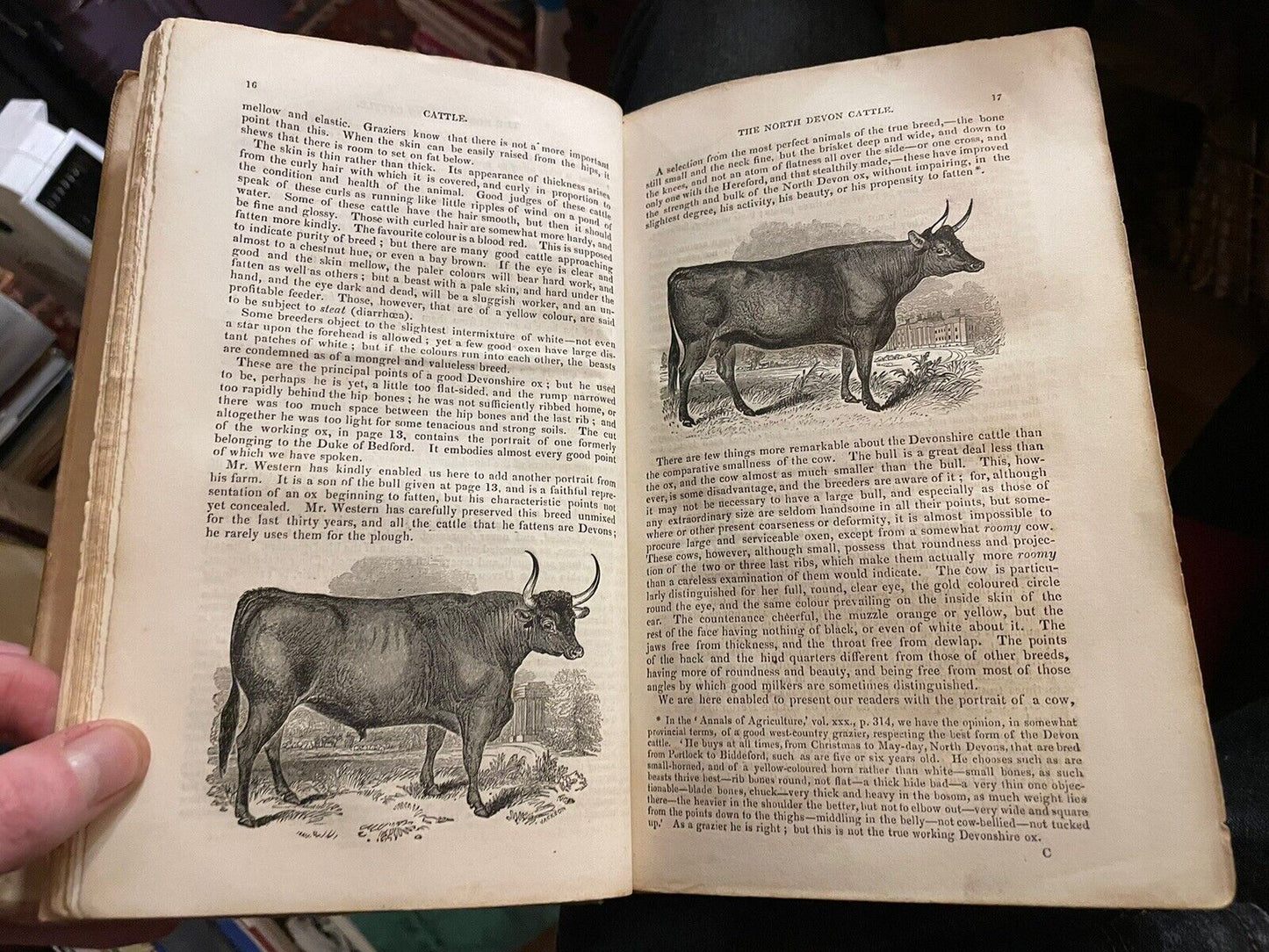 CATTLE Their Breeds, Management, and Diseases : William Youatt : Engravings 1834
