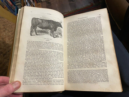 1834 Cattle, Their Breeds, Management and Diseases : W. Youatt : Illustrated