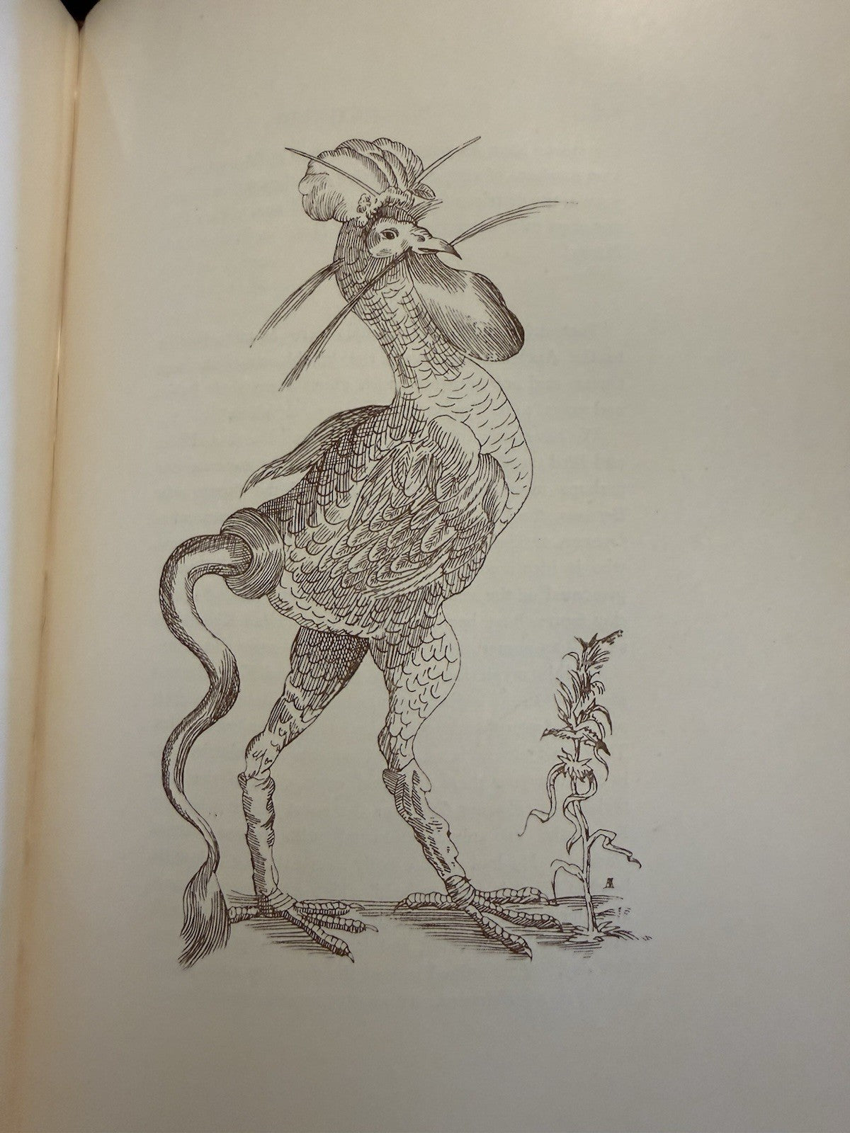 1890 Ashton's Curious Creatures in Zoology (Edwin Morgan / Claud Lambton) Myths