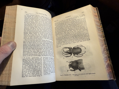 The Descent of Man : Charles Darwin : Leather Binding : Second Edition 1883