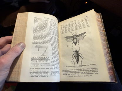 The Descent of Man : Charles Darwin : Leather Binding : Second Edition 1883