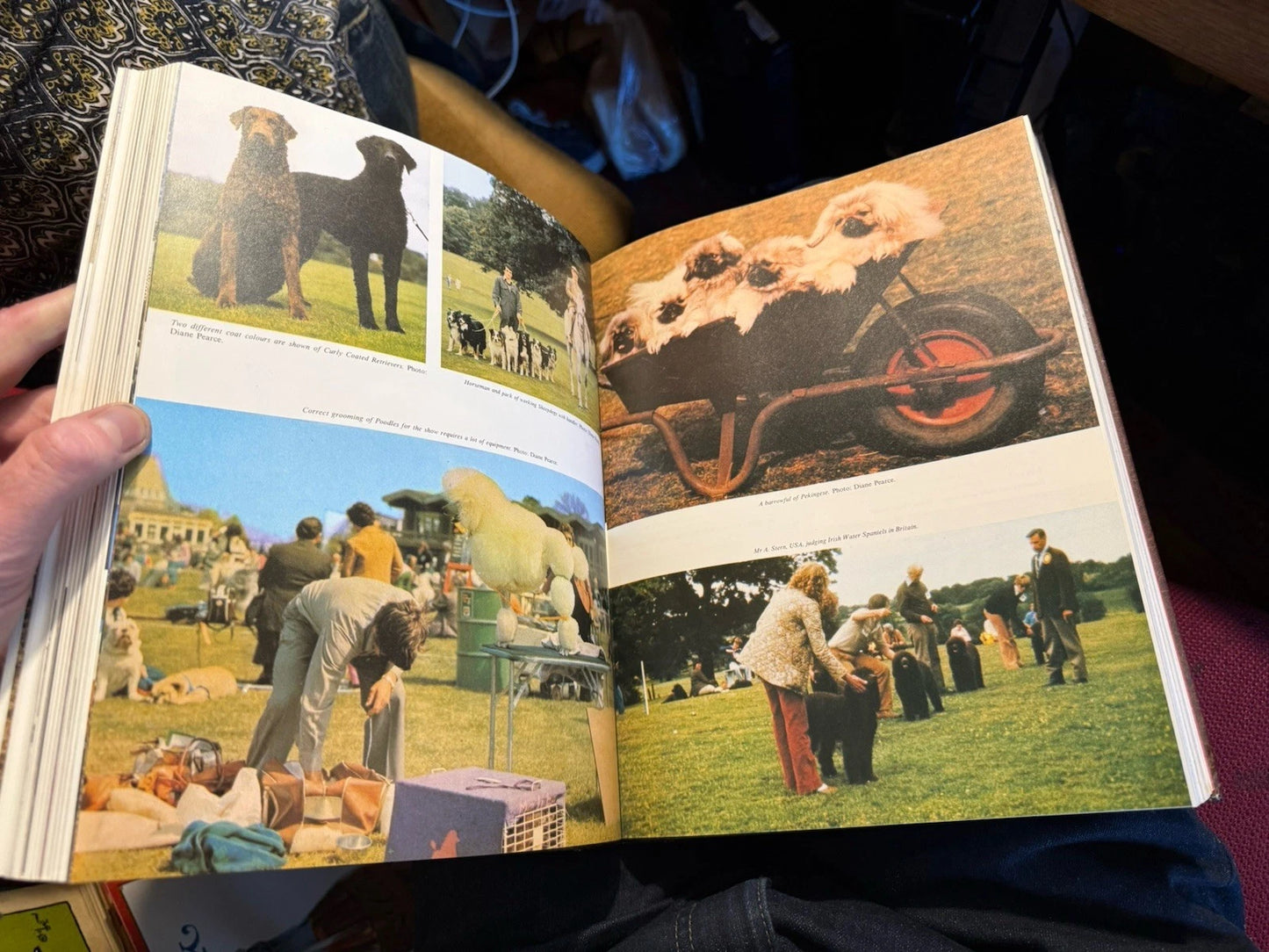 Dog Shows and Show Dogs by Catherine G. Sutton (Hardback, 1980) 1st Edition