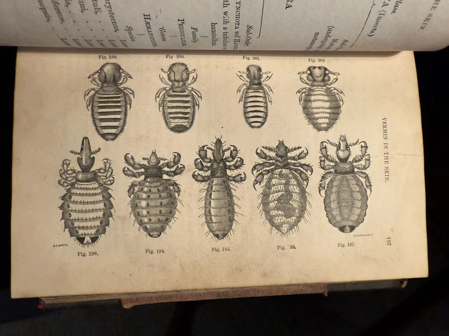 c1870 Our Domestic Animals in Health and Disease (2 Vols) Antique Veterinary