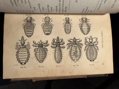 c1870 Our Domestic Animals in Health and Disease (2 Vols) Antique Veterinary