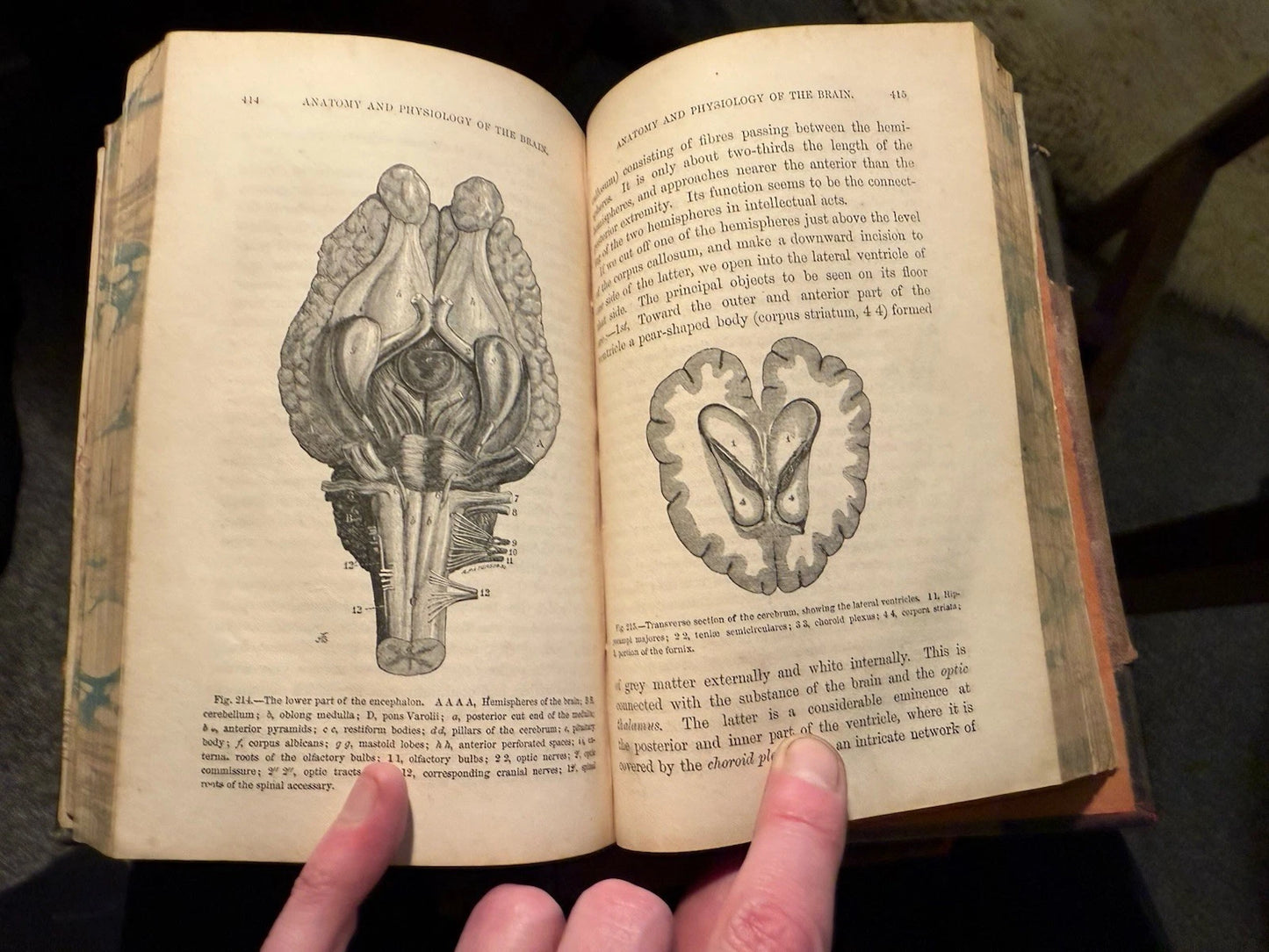 c1870 Our Domestic Animals in Health and Disease (2 Vols) Antique Veterinary