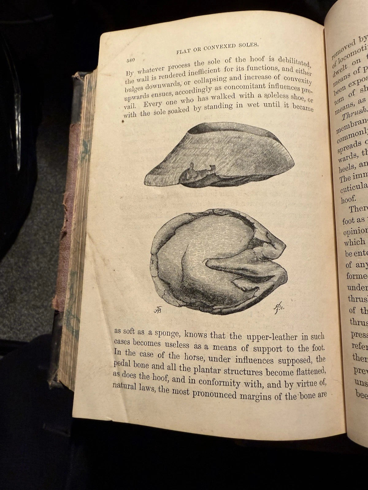 c1870 Our Domestic Animals in Health and Disease (2 Vols) Antique Veterinary