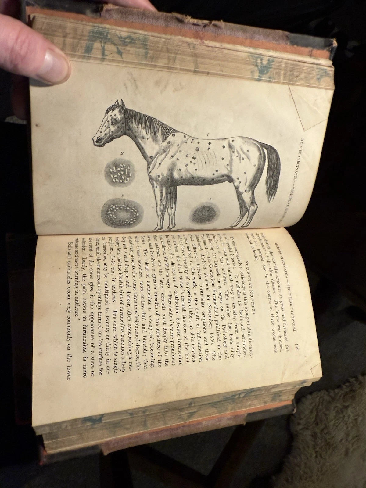 c1870 Our Domestic Animals in Health and Disease (2 Vols) Antique Veterinary